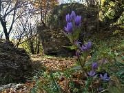 39 Gentiana anisodonta resiste all'avanzare dell'autunno